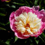 Pink Peony