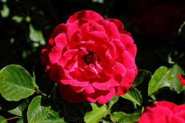 Red Rose