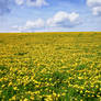 Dandelions
