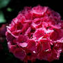 Red Hydrangea
