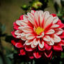 Red Dahlia