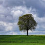 Trees - At home