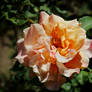 Apricot Rose