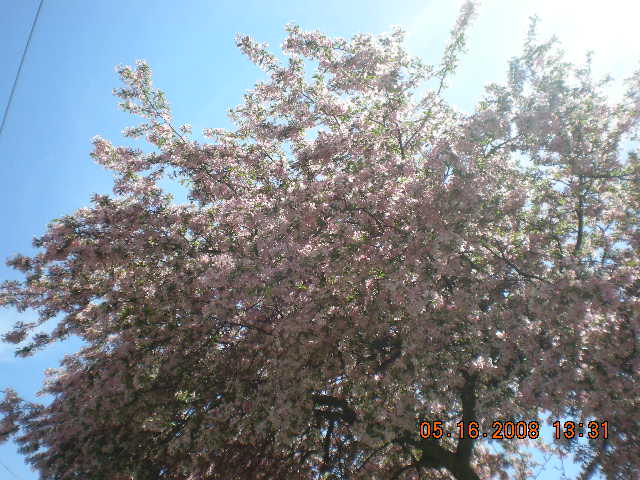 Cherry Blossom near me