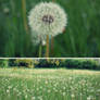 dandelions