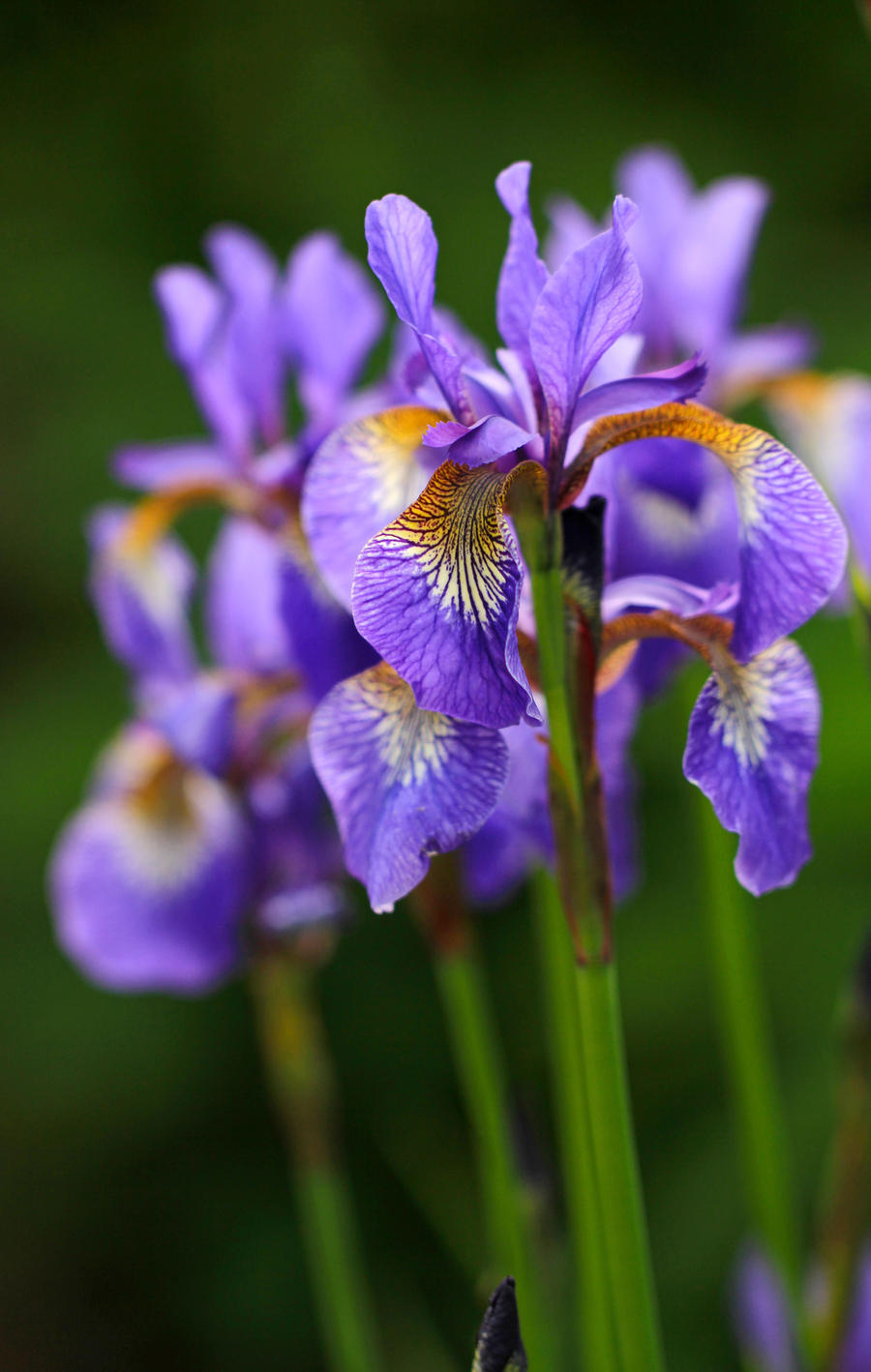 Lilac irises