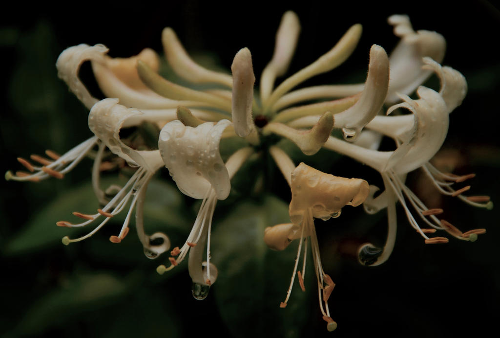 Honeysuckle