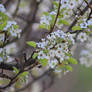 The Flower Tree