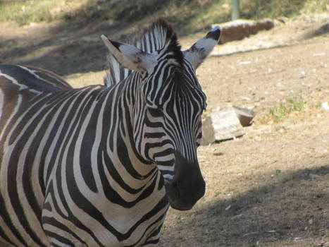 Zebra