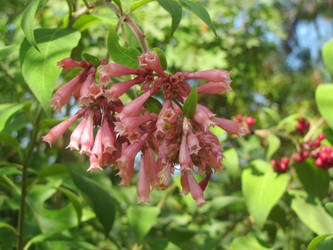 Pink flowers