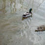 ducks 3