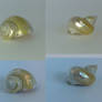 Helix Shell Stock