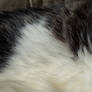 Cat Fur Texture 2