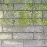 Moss Texture 2