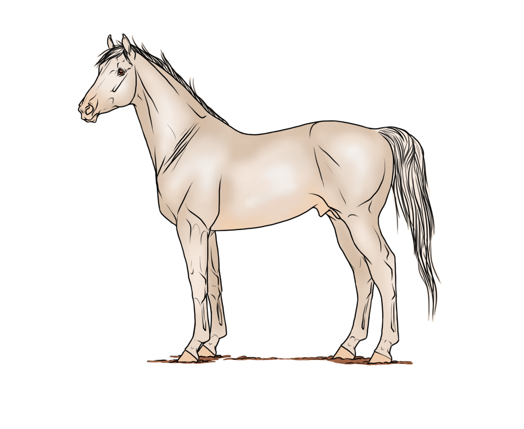 AS Silver Brumby