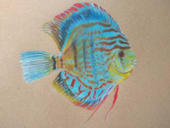 Discus fish A4