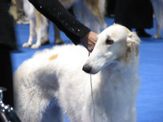 Borzoi