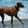 Ripcurl Ridgeback