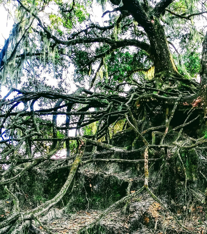 Roots by SonnyDeLeon on DeviantArt