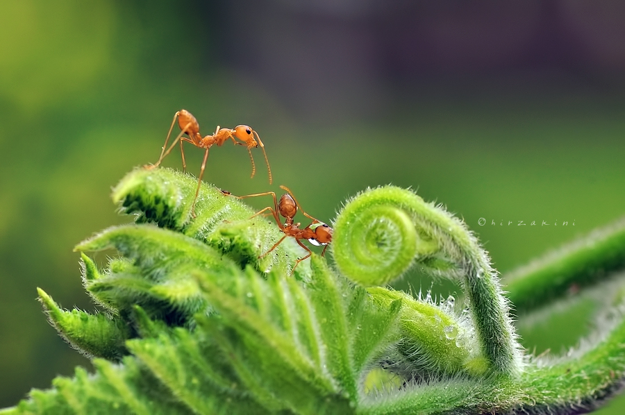 Red Ant and Friend