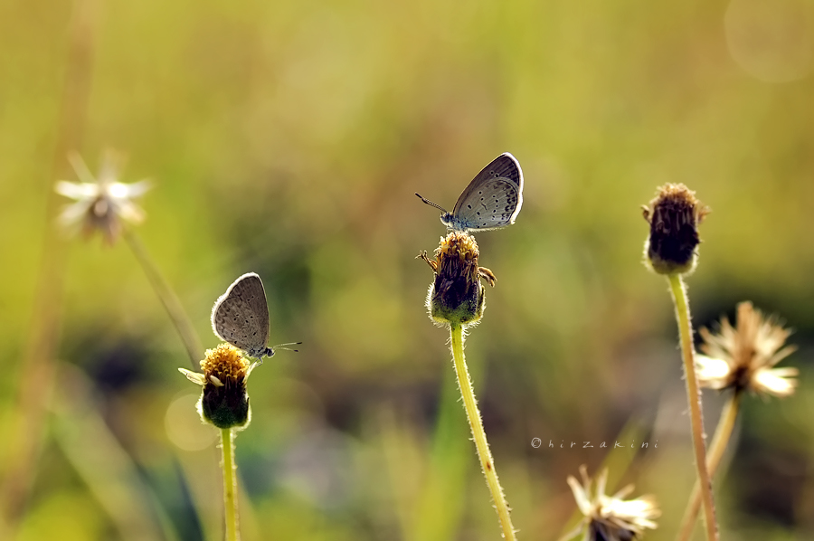 Sunny Day