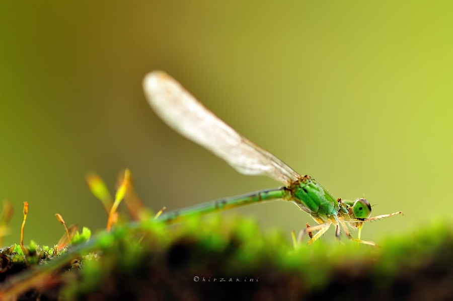 Green Damselfly 2