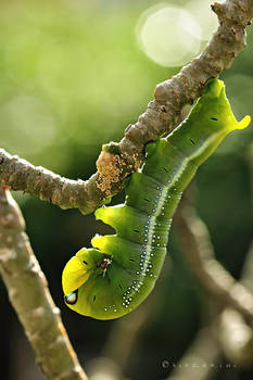 Green Caterpillar