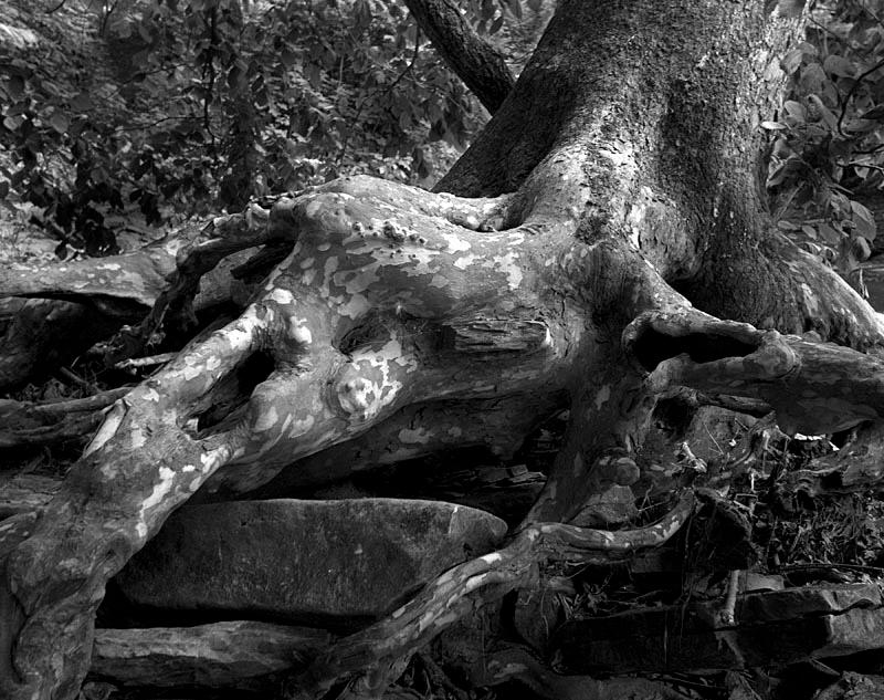 Sycamore Root by CedricCicada on DeviantArt