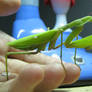 Cute Praying Mantis