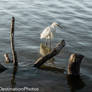 Little egret landed on  stake at a lake