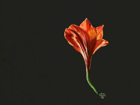 Quick Painting of a Lily