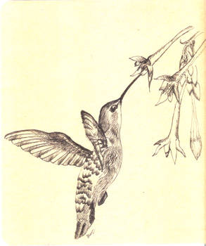 Hummingbird