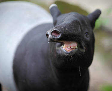 Tapir