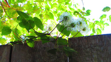 Flower On The Fence