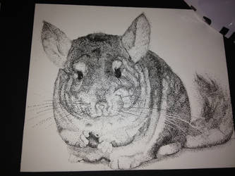 Stipple chinchilla