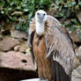 Griffon Vulture