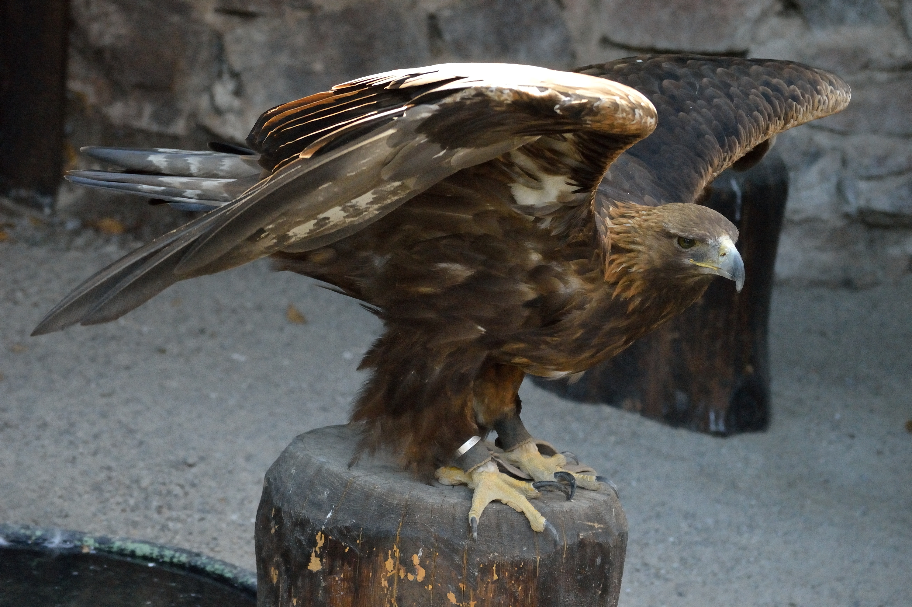 Golden Eagle