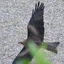 Black Kite Flying