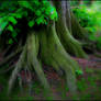 Tilia roots