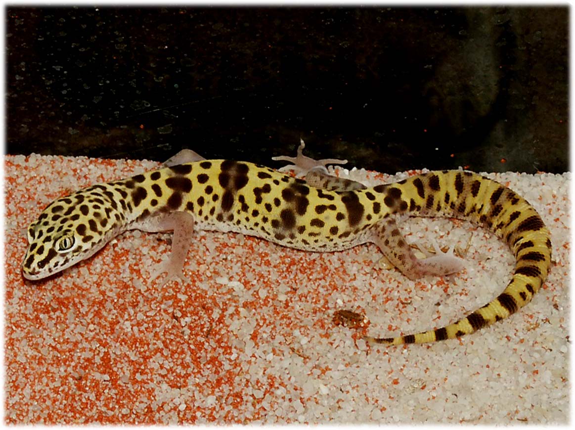 gecko detail