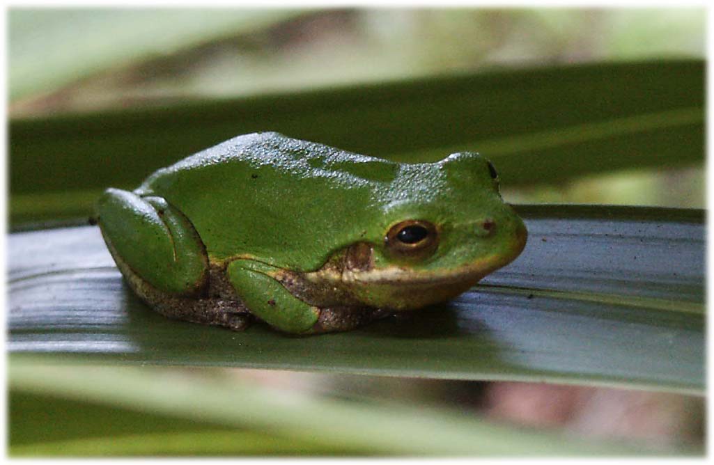 green treefrog