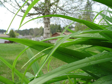 In the grass...