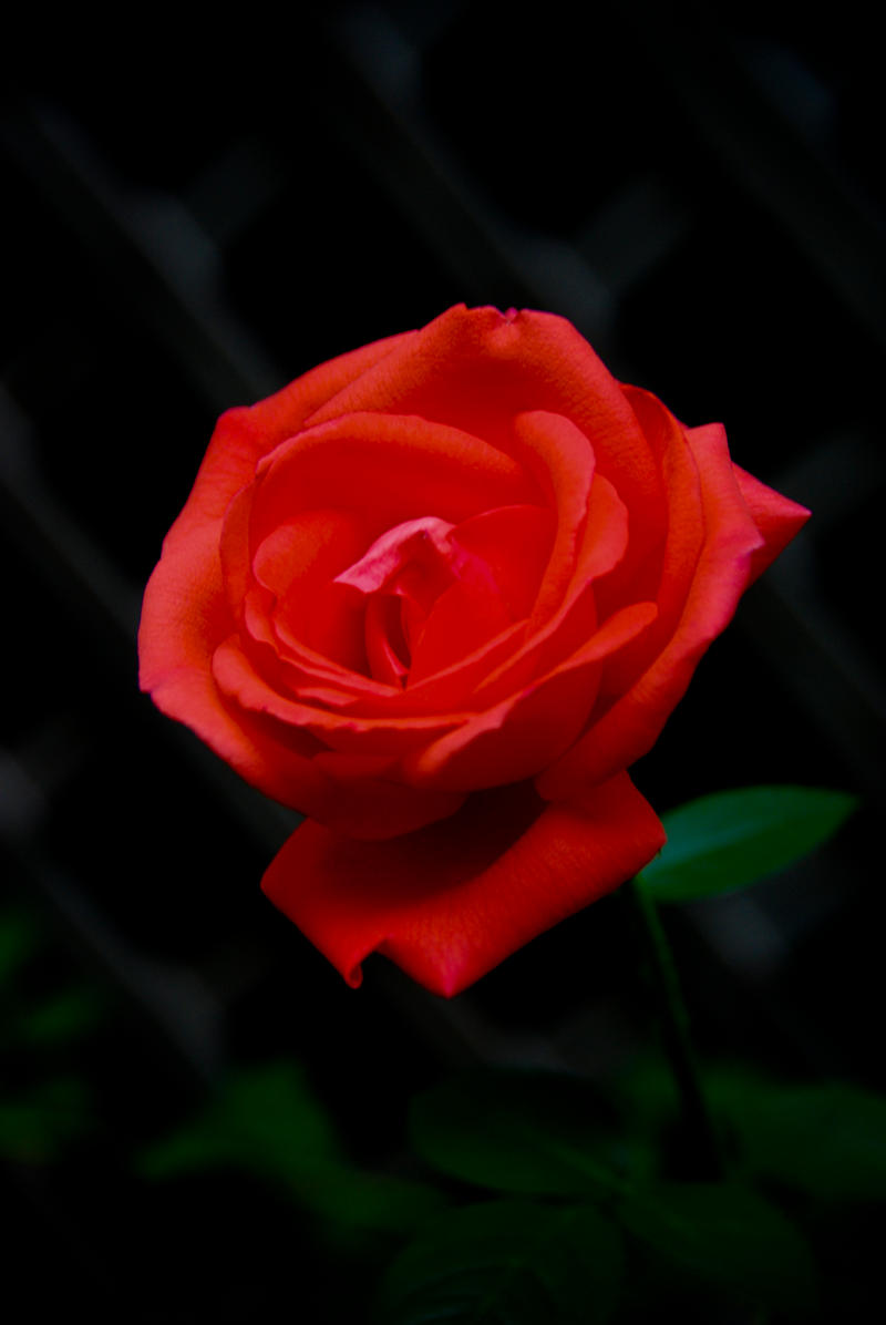 The Perfect Rose.