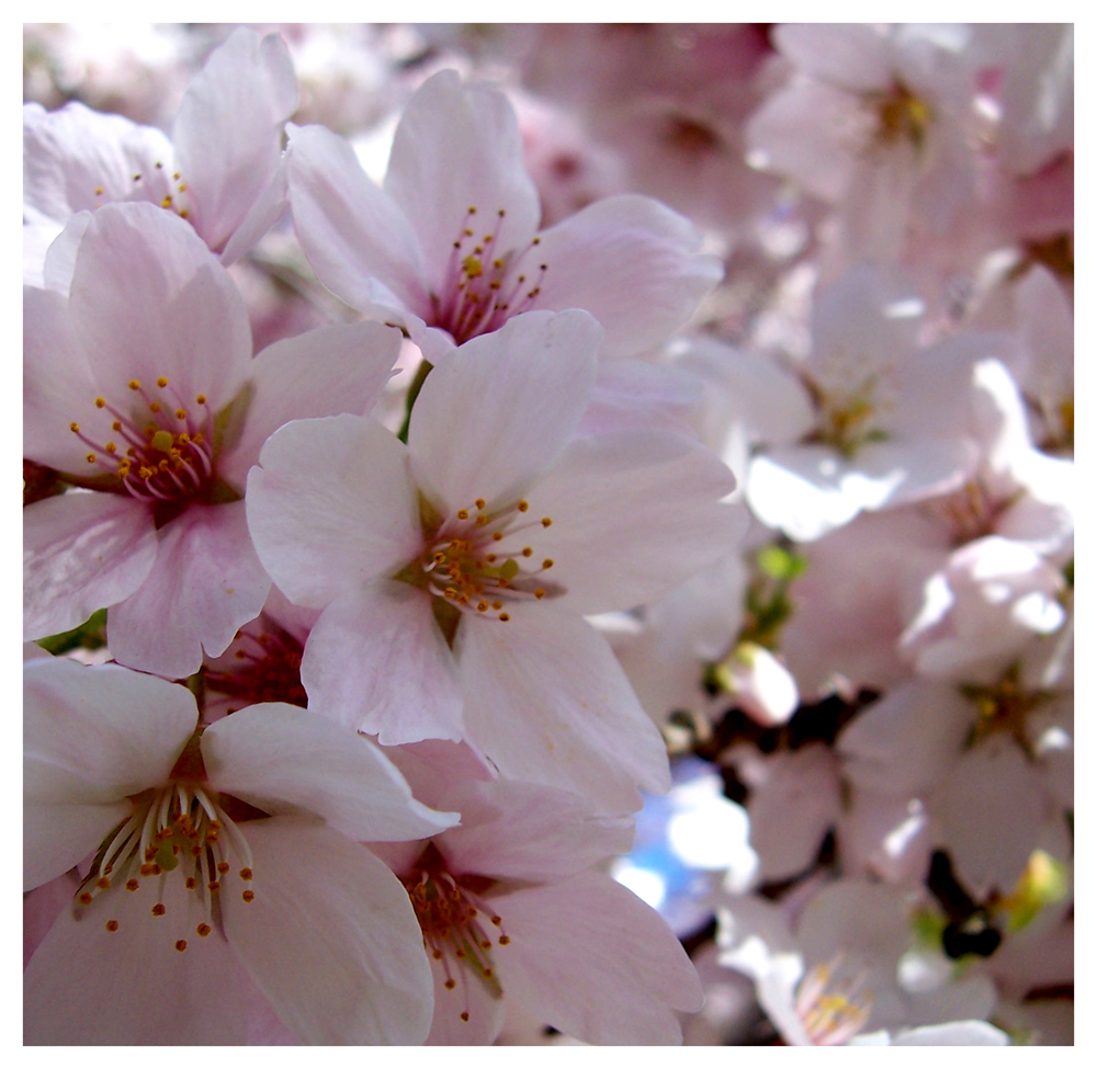 Pink Blossom