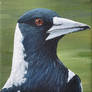 Australian Magpie 