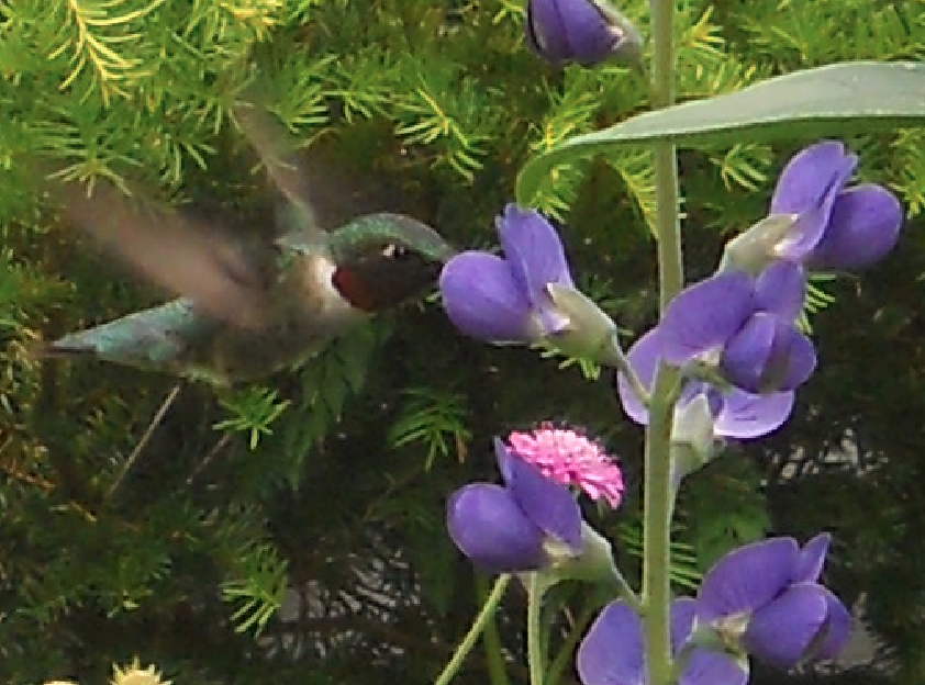 Hummingbird