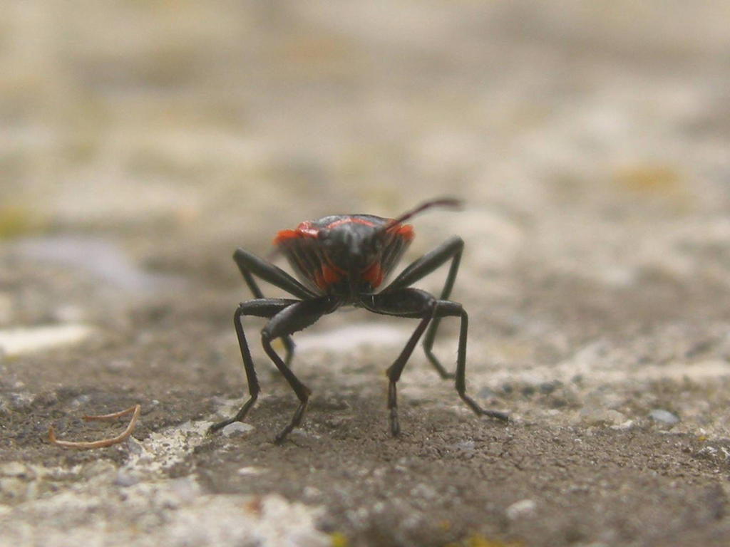 Firebug Frontal by Jubokko on DeviantArt