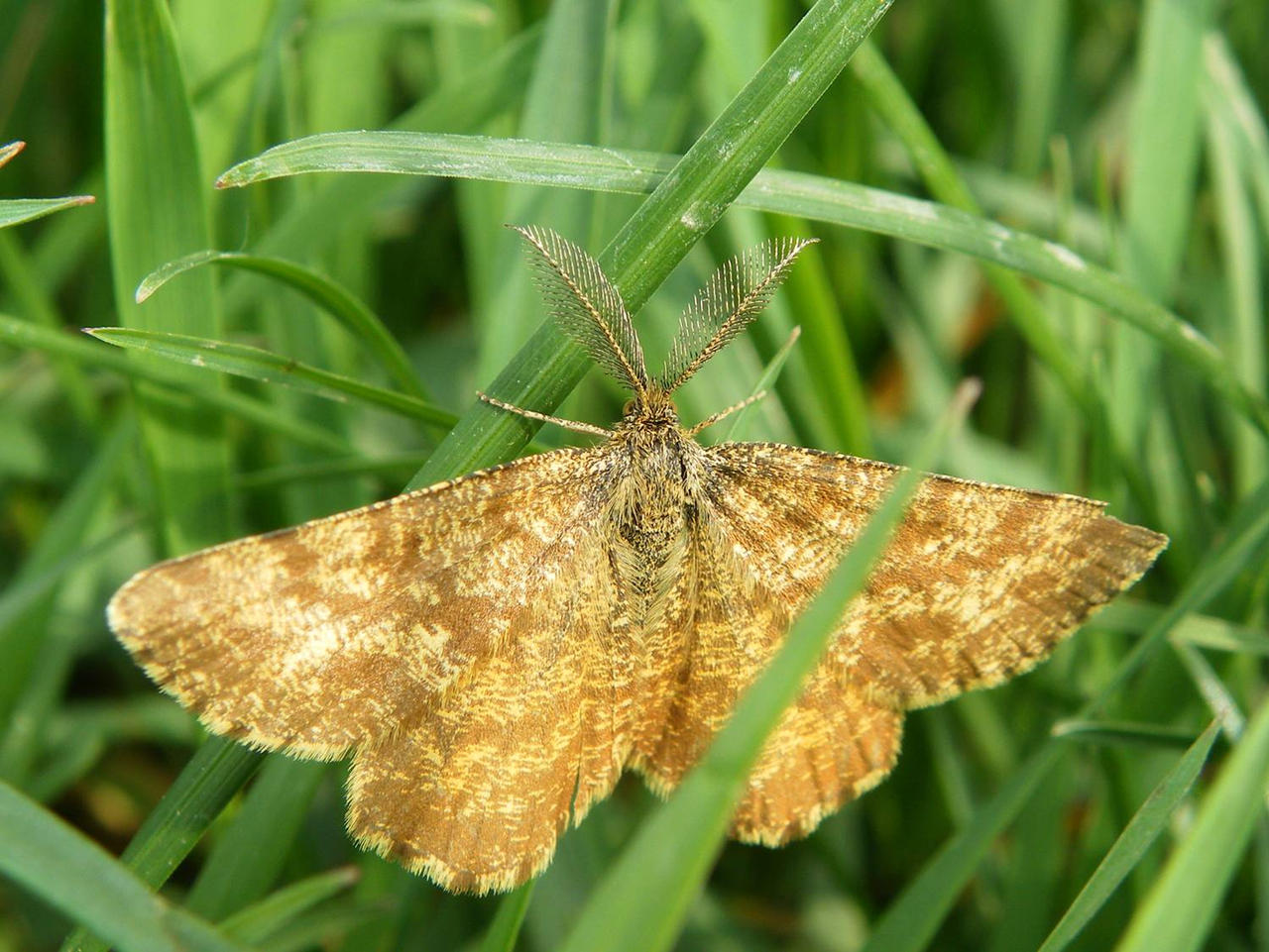 Geometer Moth 2 by Jubokko on DeviantArt