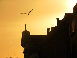 Gulls in the Sunset