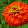 orange flower